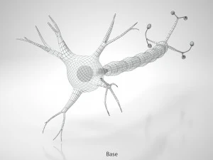 Anatomie van neuronencellen 3D Model