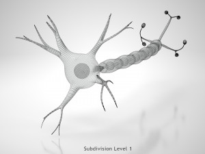 Neuron Cell Anatomy 3D Модель