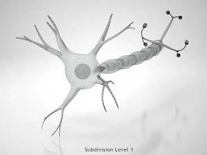 Anatomie van neuronencellen 3D Model