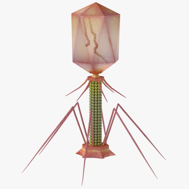 Bacteriophage 3D Model .c4d .max .obj .3ds .fbx .stl .blend 