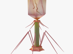 Bacteriophage 3D 模型