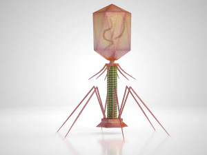 Bacteriofaag 3D Model