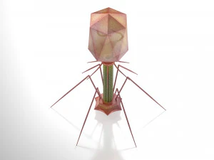 Bacteriofaag 3D Model