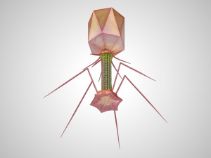 Bacteriophage 3D Model