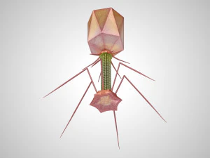 Bacteriofaag 3D Model