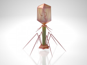 Bacteriophage 3D Model