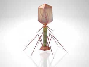 Bacteriofaag 3D Model