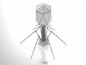 Bacteriophage 3D Model