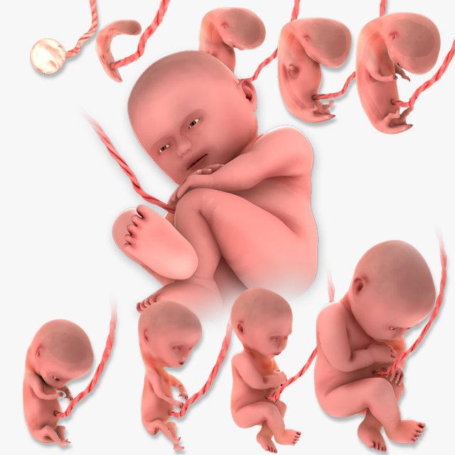 Animated-Morphed Human Fetus 3D 모델 .c4d .max .obj .3ds .fbx .stl .blend 