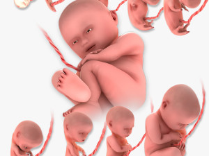Animated-Morphed Human Fetus 3D 模型