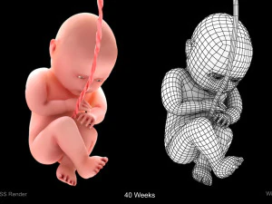Animated-Morphed Human Fetus 3D Model