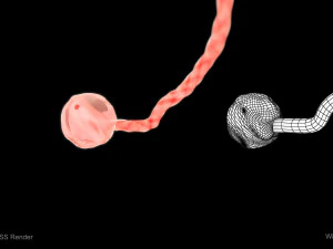 Animated-Morphed Human Fetus 3D Model