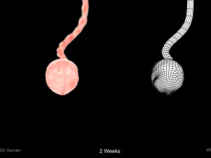 Animated-Morphed Human Fetus 3D Model