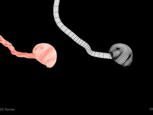 Animated-Morphed Human Fetus 3D Model