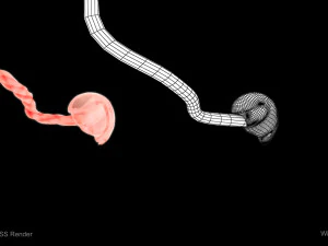 Animated-Morphed Human Fetus 3D Model