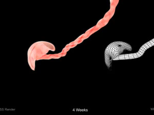 Animated-Morphed Human Fetus 3D Model