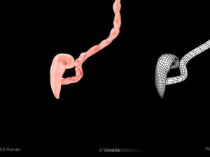 Animated-Morphed Human Fetus 3D Model