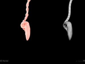 Animated-Morphed Human Fetus 3D 모델