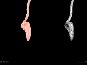Animated-Morphed Human Fetus 3D Model