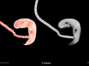 Animated-Morphed Human Fetus 3D Model