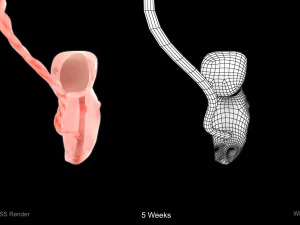 Animated-Morphed Human Fetus 3D Model
