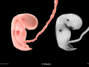 Animated-Morphed Human Fetus 3D 모델