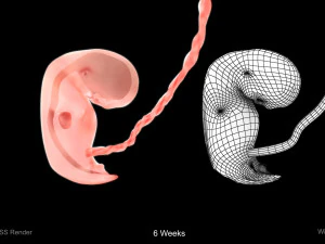 Animated-Morphed Human Fetus 3D Model