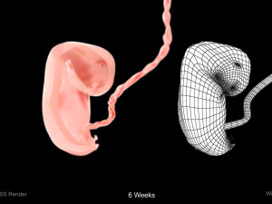 Animated-Morphed Human Fetus 3D Model