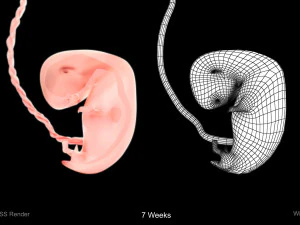 Animated-Morphed Human Fetus 3D Model