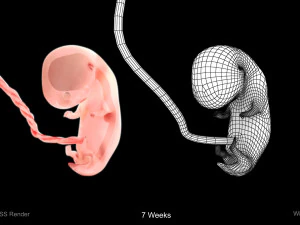 Animated-Morphed Human Fetus 3D Model