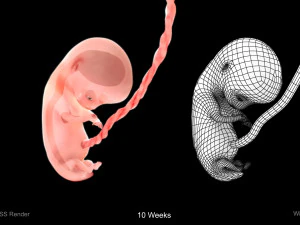 Animated-Morphed Human Fetus 3D Model