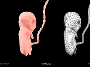 Animated-Morphed Human Fetus 3D Model