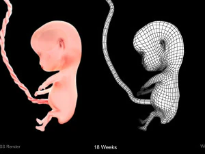 Animated-Morphed Human Fetus 3D Model