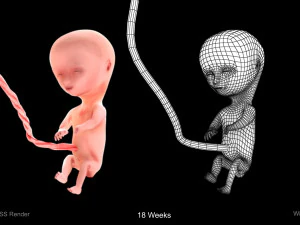 Animated-Morphed Human Fetus 3D Model