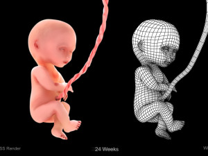 Animated-Morphed Human Fetus 3D 모델