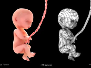Animated-Morphed Human Fetus 3D Model