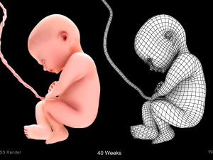 Animated-Morphed Human Fetus 3D Model