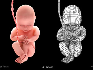 Animated-Morphed Human Fetus 3D Model