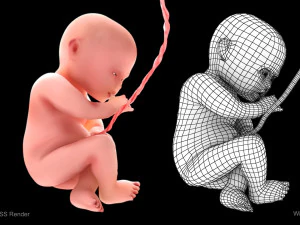 Animated-Morphed Human Fetus 3D Model