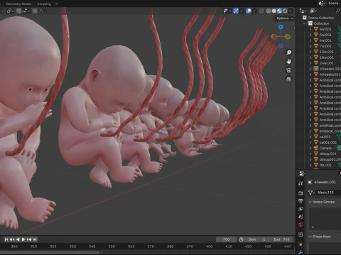 Animated-Morphed Human Fetus 3D Model
