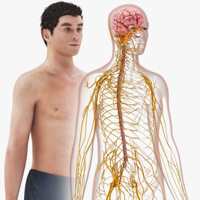 Brain and Nervous System and Body 3D Model .c4d .max .obj .3ds .fbx .stl .blend 