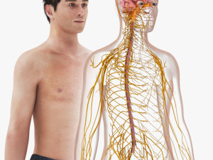 Brain and Nervous System and Body 3D 模型