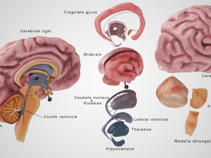 Brain and Nervous System and Body 3D Model