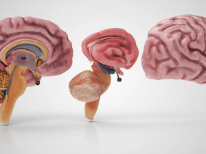 Brain and Nervous System and Body 3D Model