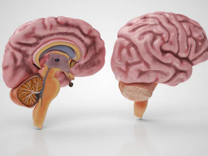 Brain and Nervous System and Body 3D Model