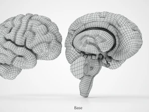 Brain and Nervous System and Body 3D Model