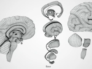 Brain and Nervous System and Body 3D Model