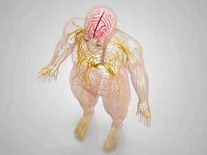 Brain and Nervous System and Body 3D Model