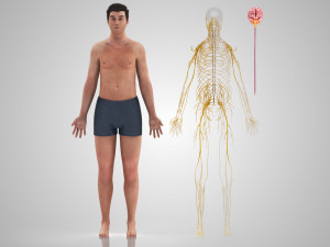 Brain and Nervous System and Body 3D Model