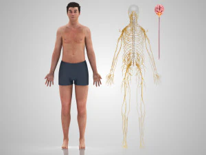 Brain and Nervous System and Body 3D Model